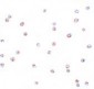 FOXO3 Antibody